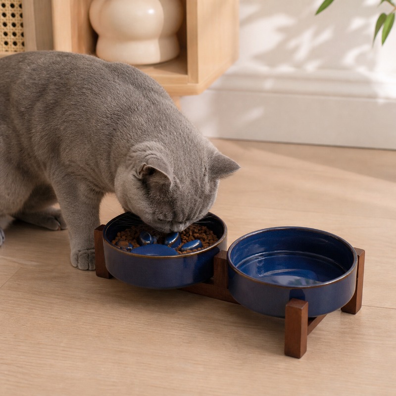 Miska ceramiczna dla kota w st – Royal Canin Food Medium recenzja i cena